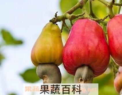 腰果梨的营养价值与功效