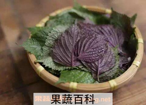 生姜紫苏水功效与作用