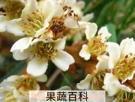 枇杷花的功效与作用