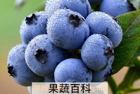 蓝莓能多吃吗 
