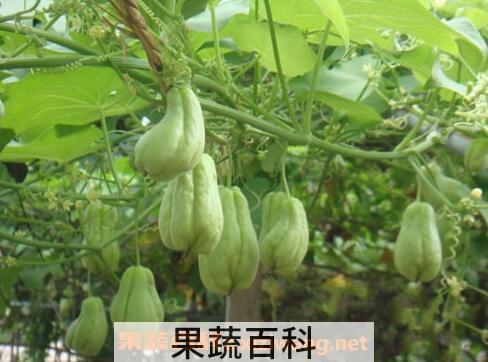 佛手瓜的作用与功效