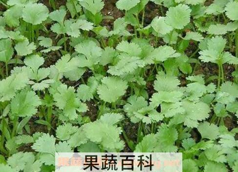 香菜如何种植 香菜的种植方法和时间