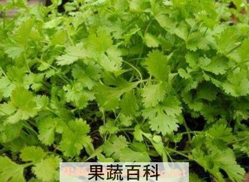 香菜如何种植 香菜的种植方法和时间