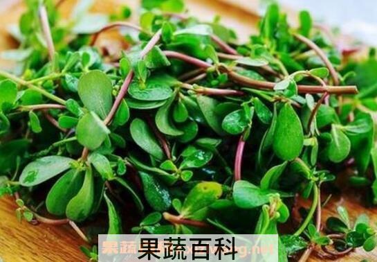 马齿苋的功效与作用及食用禁忌