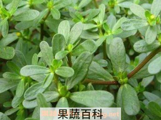 马齿苋的功效与作用及食用禁忌