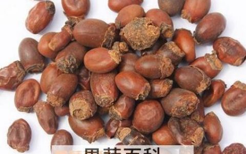 中药荔枝核的功效与作用及禁忌 中药荔枝核的功效与作用点