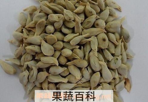 中药盐橘核的功效与作用及禁忌