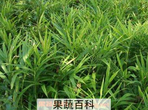 姜的种植方法和时间