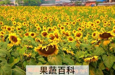  油葵花籽的功效与作用