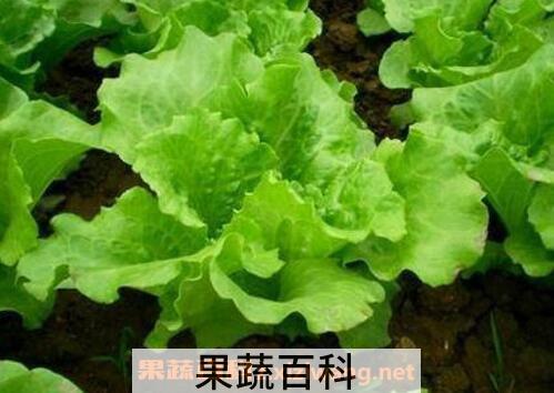 生菜的种植方法和时间