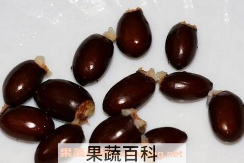 天荔核的功效与作用