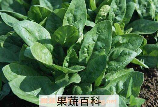 菠菜的种植方法和时间