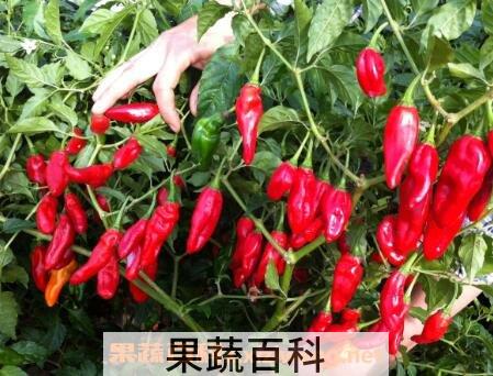切完辣椒手辣怎么办 被辣椒辣到手怎么办