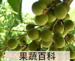 中药元肉 