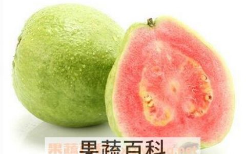 台湾红心芭乐怎么吃 台湾红心芭乐怎么挑