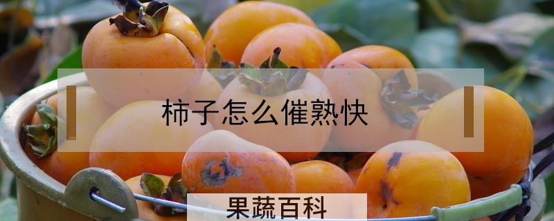 柿子怎么催熟快