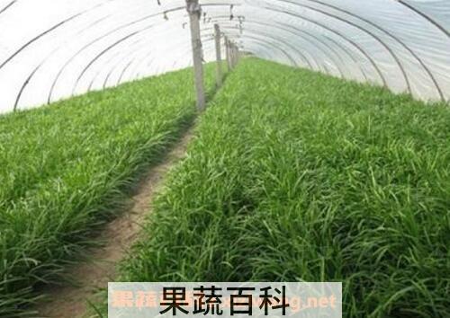 韭菜的种植方法和时间