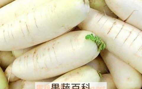 白萝卜不能和什么一块儿吃 白萝卜不能和什么一起吃/同吃