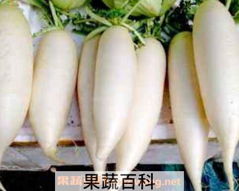 白萝卜不能和什么一起吃 吃白萝卜的注意事项