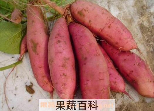 含钾高的食物有哪些 吃哪些食物能补钾