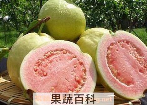 红心西瓜芭乐的功效与作用 