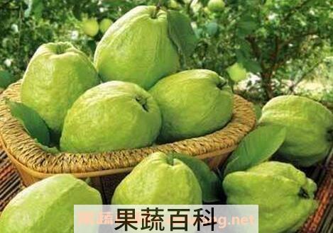 青芭乐的营养价值 青芭乐怎么吃图解