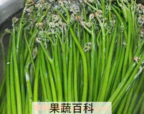 新鲜蕨菜怎么保存 蕨菜的保存方法