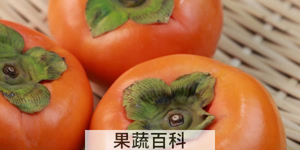 柿子什么时候成熟
