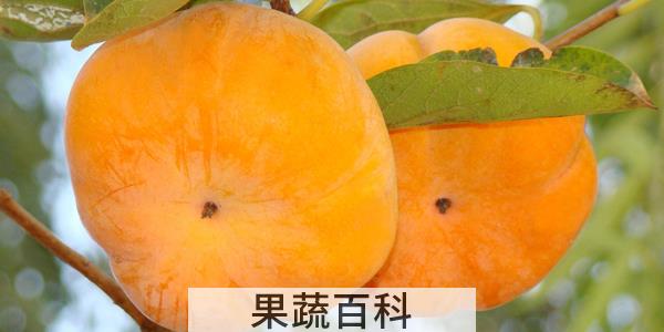 脆柿是长出来的还是加工的