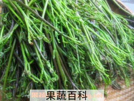 山蕨菜的功效与作用