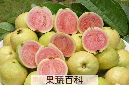 西瓜芭乐什么味道 西瓜芭乐好吃吗