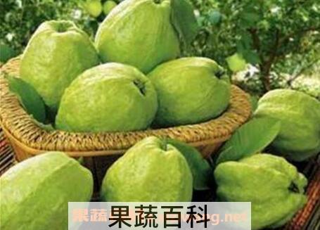 无籽芭乐果的营养价值