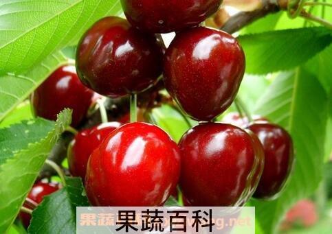 樱桃籽的营养价值 