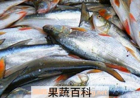  红尾鱼的功效与作用及食用方法