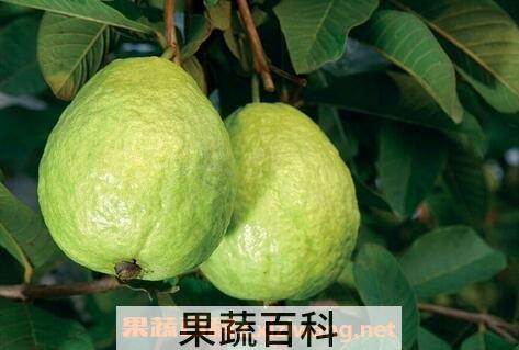 石榴和芭乐的区别