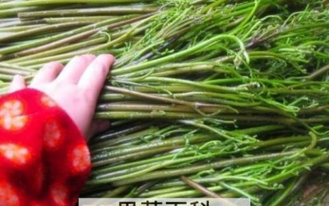 野生蕨菜的功效与作用