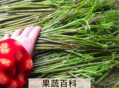 野生蕨菜的功效与作用