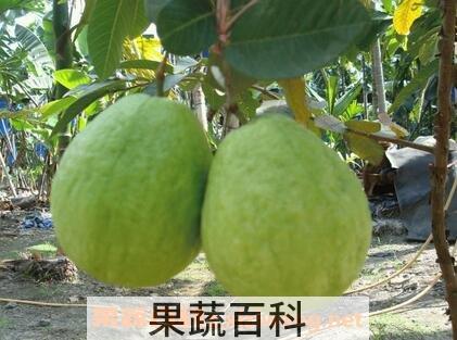  珍珠芭乐番石榴功效与作用