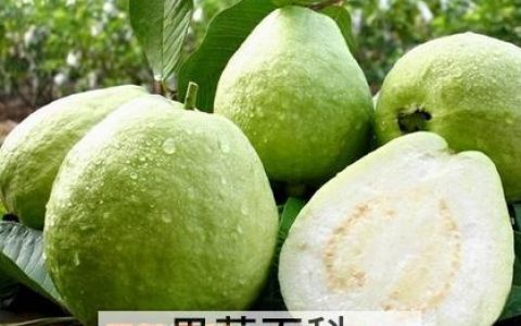 软芭乐是什么水果 软芭乐的功效与作用禁忌