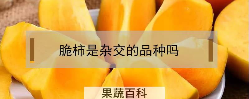 脆柿是杂交的品种吗