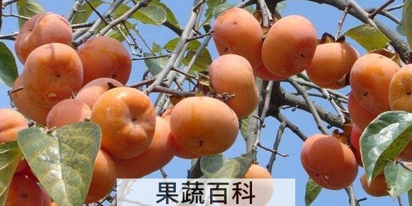 吃柿子的禁忌