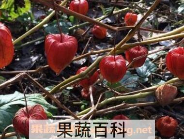 野菇娘