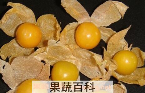 洋菇茑