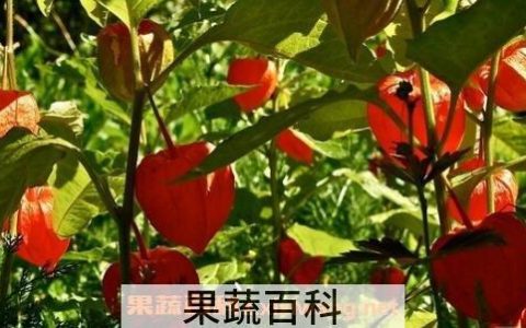 野生红菇娘的功效与作用