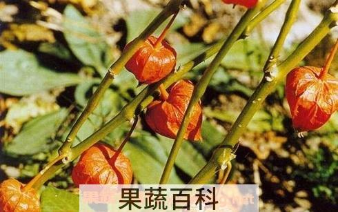 野生山菇茑