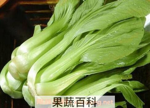 油菜与白菜的区别