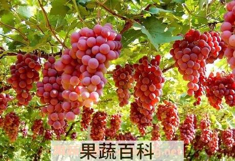 中药葡萄根的功效与作用