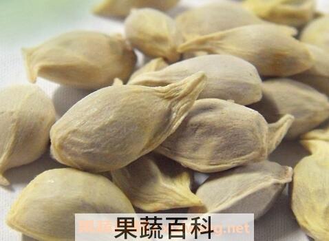  盐炒橘子籽的作用与功效