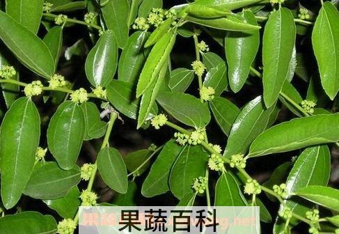  枣树叶的药用价值