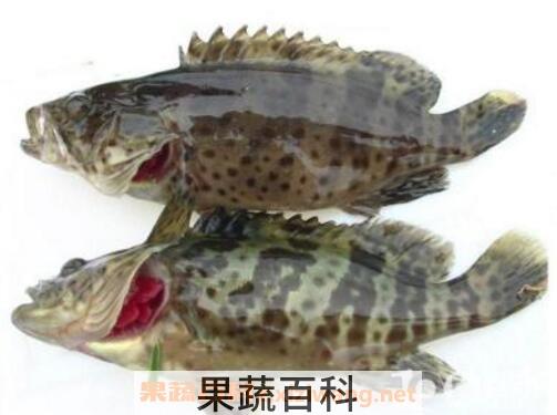 石斑鱼的营养价值及功效